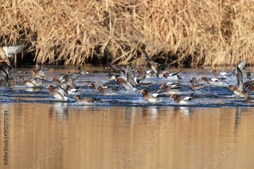 a flock of wild ducks on the river surface

