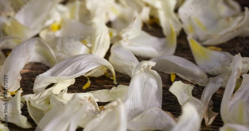 old flaccid petals of white tulips that have turned yellow and become flaccid or dry, a wilted bouquet of tulips with falling petals