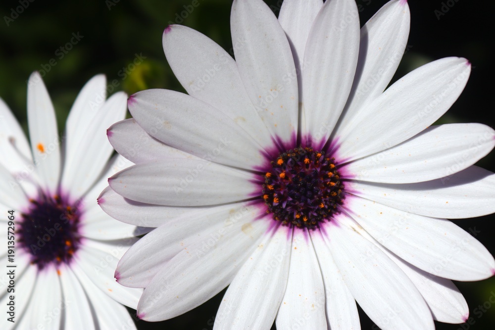 Obraz premium Cambray blanco con morado