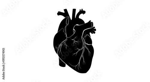 Black Silhouette of Human Heart on White Background