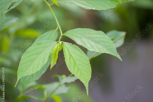 Fresh green leaves on a branch in vibrant natural setting