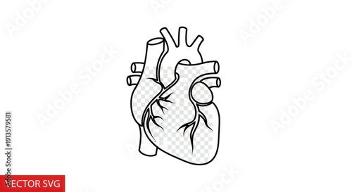 Anatomical human heart illustration, simple outline vector drawing on transparent background.