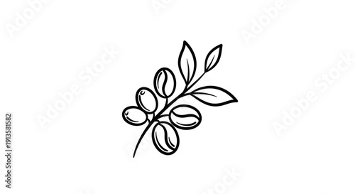 Hand-drawn line art illustration of coffee beans on a branch with leaves, isolated on white background.