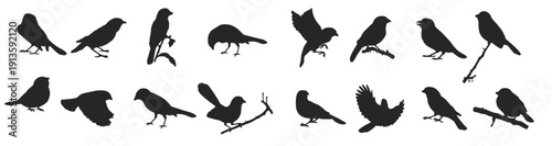  sparrow silhouette illustration flying sparrow vector