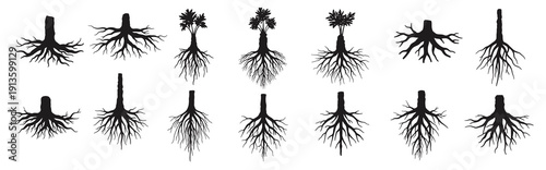 roots of trees