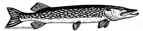 Northern pike fish illustration in vintage linocut or woodcut style, isolated on white