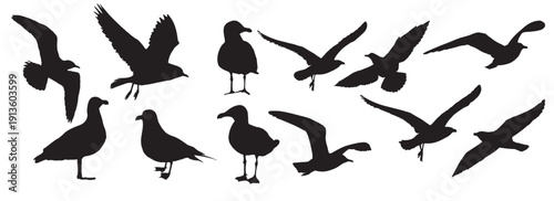 seagull bird silhouette on white background