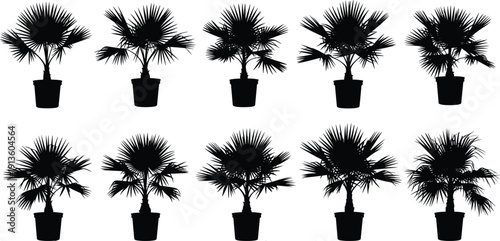 Silhouette set of potted fan palm trees, indoor houseplant collection in flowerpot, tropical nature vector illustration isolated on white background, leaf, garden, botany.