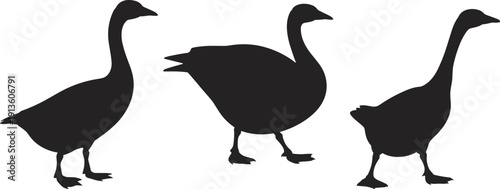 Black goose silhouettes in different postures, flying bird shapes, wildlife vector illustration, animal anatomy study, nature design element