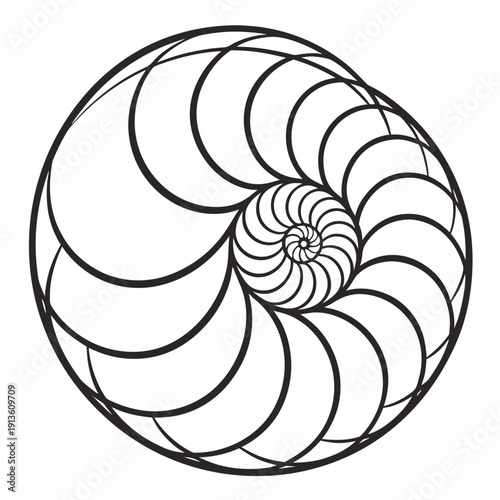 A black and white drawing of a nautilus shell