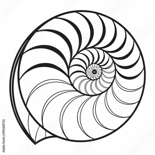 A black and white drawing of a nautilus shell