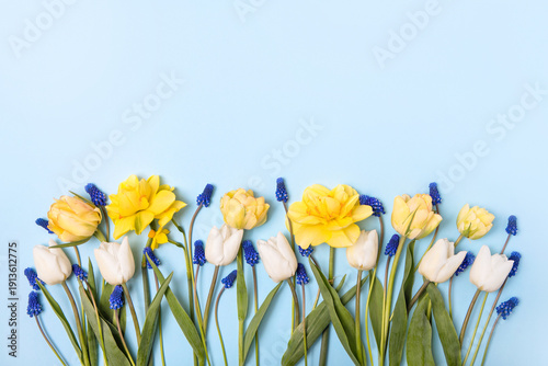 Fotografija Bright spring blue background of colored spring flowers muscari, grouse, daffodils and tulips with place for text