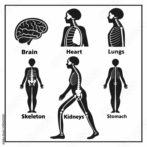 Human body internal organs and skeleton diagram