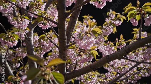 Cherry Blossom Tree with Pink Flowers.