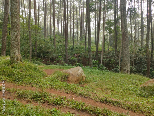 Scenic view of a pine forest with tall trees, green grass, and a dirt road.