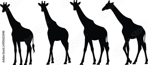 Four black silhouettes of giraffes standing side by side on a white background animal wildlife