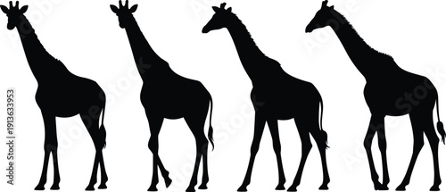 Four Silhouette Giraffes Standing Side By Side On White Background animal wildlife