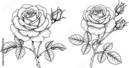Detailed black and white rose flower illustration with buds and leaves in vintage botanical engraving style isolated on light background hand drawn line art