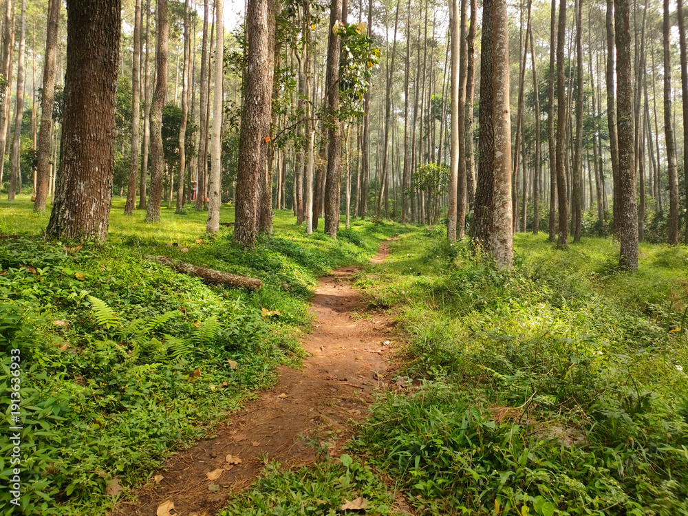Fototapeta premium Sunbeams illuminating a dirt path through a serene pine forest.