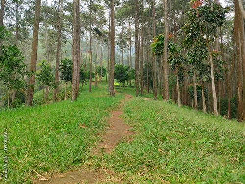 A clear dirt track leading through a hilly area with pine trees and green grass.