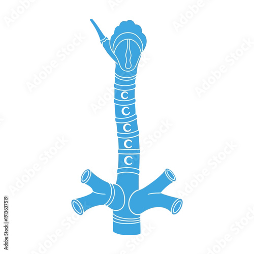 Anatomical illustration of a female torso highlighting the uterus and reproductive system