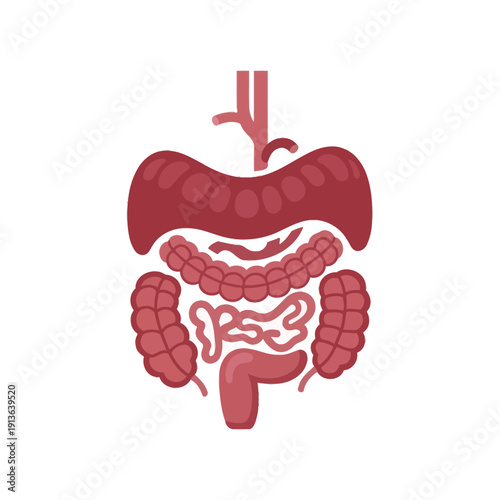 Anatomical illustration of the human digestive system simplified view