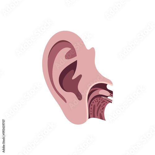 Anatomical illustration of a human ear showing internal structures