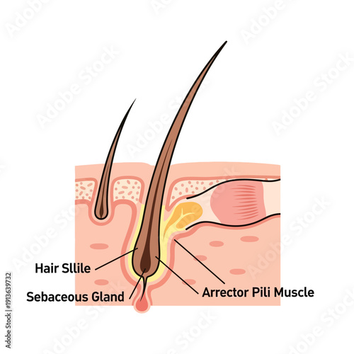 Anatomical illustration of a human hair follicle and surrounding skin structures