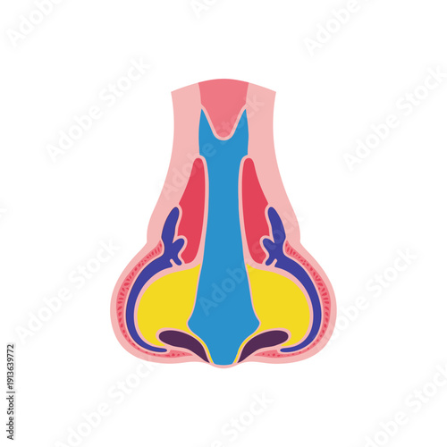 Anatomical illustration of a human nose in cross section
