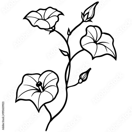 Ipomoea Hederacea Ivy-Leaved Morning Glory Flower Illustration