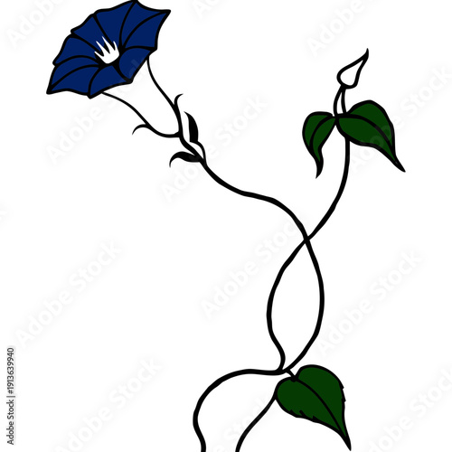 Ipomoea Indica Blue Morning Glory Vine, Exotic Floral Illustration