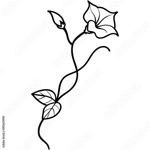 Hopeful Growth: Blue Morning Glory Vine, Ipomoea Indica Illustration
