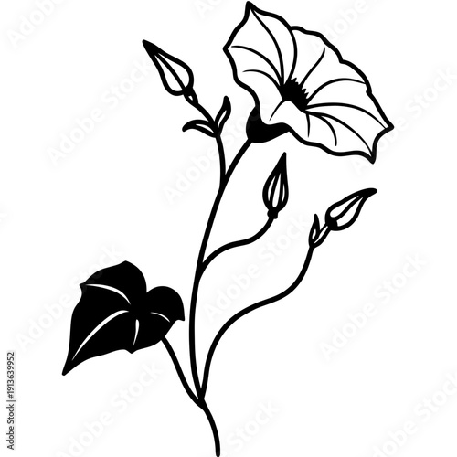 Ipomoea leptophylla Bush Morning Glory Vector Illustration