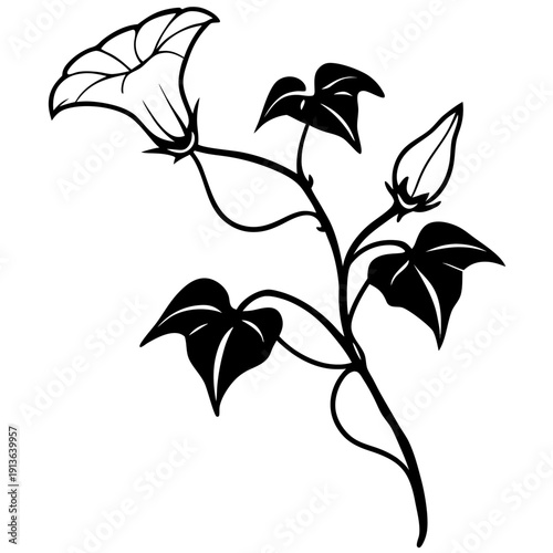 Ipomoea leptophylla Bush Morning Glory Vector Art