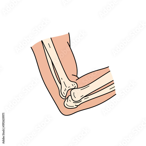 Illustration of a human elbow joint showcasing bones and articulation