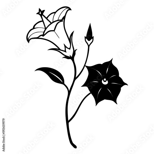 Climbing Ipomoea muricata Purple Moonflower Vector Art