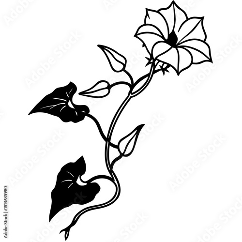 Climbing Ipomoea nil Japanese Morning Glory Vector Art