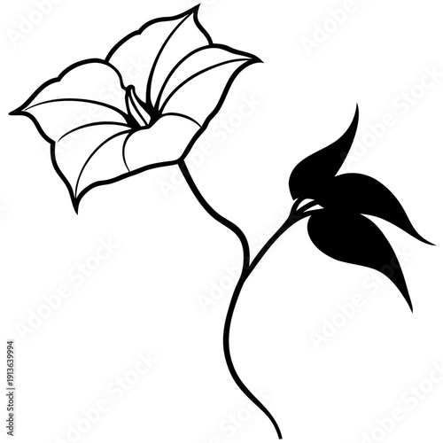 Climbing Ipomoea nil Japanese Morning Glory Vector Art