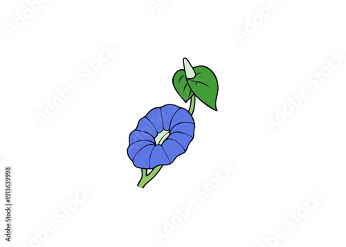 Goat's Foot Morning Glory flower illustration, vector botanical drawing