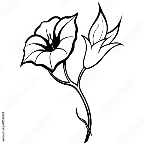 Scarlet Morning Glory Tuberculata Vine with Red Trumpet Flowers, Nature Vector Art
