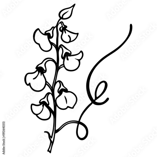 Elegant Perennial Sweet Pea Vine with Delicate Flowers - Vector Illustration