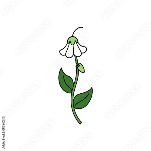 Vibrant Lathyrus Sylvestris Flat Pea Vine Botanical Illustration