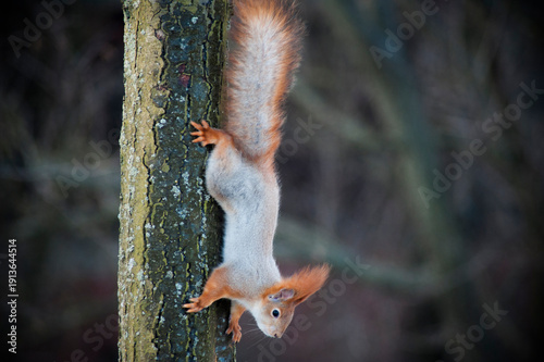 A squirrel in a winter forest