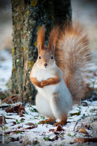 A squirrel in a winter forest