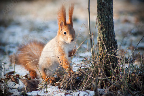 A squirrel in a winter forest