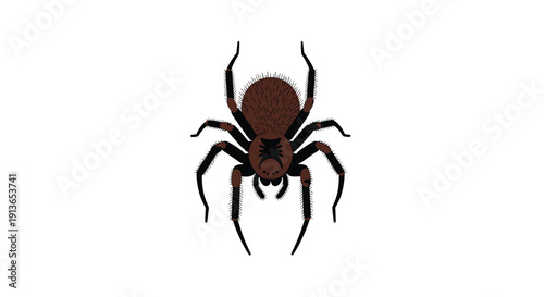 A dark brown spider with a black body and hairy legs is viewed from above on a white background.