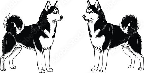 Black and white silhouette illustration of two majestic Siberian husky dogs standing and looking at each other, isolated on a clean white background for design.