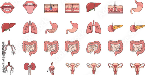 Human organs anatomy illustration set, internal systems chart, biology learning, medical education, health science, colorful vector artwork