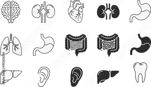 Human organs icon set, anatomy illustration, brain, heart, lungs, liver, stomach, kidneys, intestines, medical vector artwork