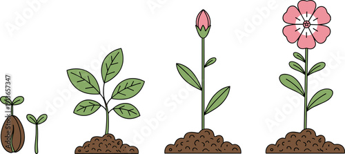 Plant growth stages illustration, seed germination to blooming flower lifecycle isolated on white background for educational botany design